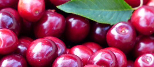 Optez pour le camu-camu d'amazonie