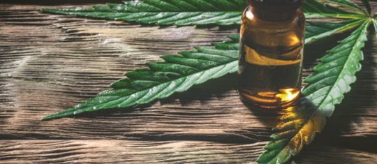 cannabis