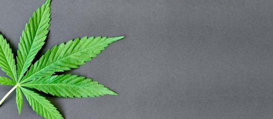 CBD